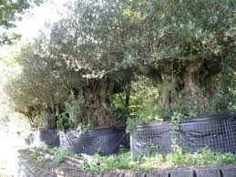 Gli Ulivi secolari (c'è chi suppone millennari) vengono venduti e trapiantati "per bellezza"