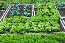 Molta produzione in pochissimo spazio: è la regola nell'agricoltura moderna