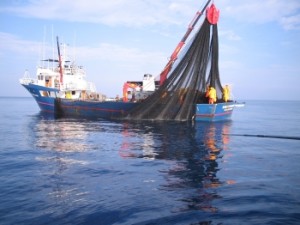 Un peschereccio d'altura in ferro manovra un grande "cianciolo"