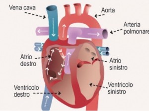 Il Cuore, una pompa mirevole soggetta ai moti dell'anima, tanto da simboleggiarla poeticamente e quasi materializzarla...