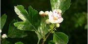 Gli endemismi del Parco delle Madonie