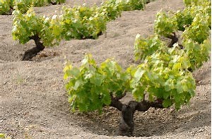 Coltura ad alberello non rara in Sicilia. Eccola a Pantelleria