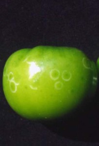 Pomodoro verde: maturerà con certezza, anche in inverno.