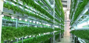 Coltura su più ripiani sulla stessa superficie. Di "ettari" da coltivare ne servono sempre meno, il prodotto aumenta e il risultato è certo (non dipende dai capricci del clima, grandine, gelate, piogge non volute, altro). Occorre energia, verrà da nucleare, idrogeno, geotermia, biomasse...