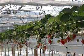 Fragole in grandi quantità ad un prezzo al Kg prossimo all'altra frutta, ma con una resa più alta