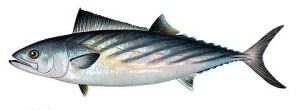 La palamita prende il nome dal palngaro o palamita o palamitessa, la paratura da fondo con cui spesso si cattura. E' un tunnide di ottima carne quasi bianca che molti accompagnano anche (lessa) con della salsa maionese.