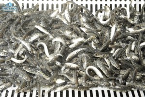 Acquacoltura in acqua dolce: Trote. Si commercializzano crude, affumicate, salmonate etc.