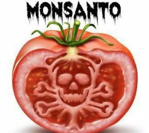 Monsanto pomodoro mortale