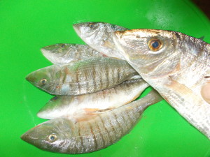 Aiole (Mormore) pregiato pesce bianco di sabbia sempre comune sui fondali siciliani