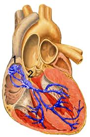 Il muscolo cardiaco è una vera e propria pompa. Centro propulsore dell'intera fisiologia corporea, è nella tradizione poetica anche sede dei sentimenti.