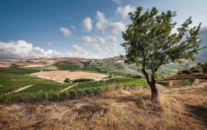La Tenuta Regaleali in territorio di Sclafani Bagni è raggiungibile dalla vecchia Palermo - Catania.