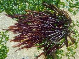 Radicchio? No, alga rossa. Capitano Nemo (Verne) insegna. L'economia in blu è una delle frontire: inesplorata farebbe tacere da sola - se ce ne fosse bisogno - i pessimisti della ...carenza di cibo