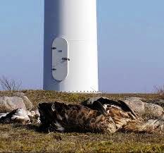 Rapace ucciso da pale eoliche (visibile la base di un elemento di un parco eolico)