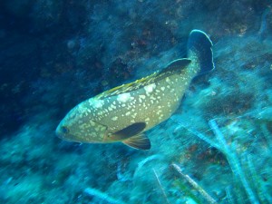 Una cernia che "indossa" una livrea mimetica conforme al fondale, fotografata nei pressi dell?Isola Ferdinandea