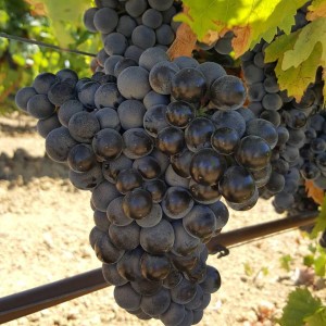 Un grappolo di Perricone nella Tenuta Disisa. Un autoctono che la casa vinifica "in purezza" ed inserisce in taglio di tipo bordolese.