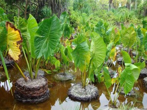 Vivai "galleggianti". Sull'acqua si fa agricoltura...