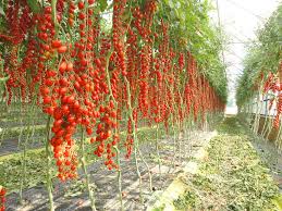 Lo sforzo di produzione della pianta è stato massimo, le foglie sono meno verdi, i pomodorini pronti per la raccolta che avviene meccanicamente.