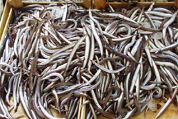 Cicerello, popolarissimo a Palermo. Un classico: infarinato e fritto. Prefrito ad altri tipi similarti presenti al mercato, come maccarronelli e latterini.