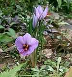 Crocus sativus, la preziosissima pianta di zafferano della stessa famiglia ell'Iris.