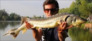 Uno storione pescato in Italia (non è nuovo, c'era presso i romani) ed oggi protetto e sfruttato soprattutto nel Ticino.
