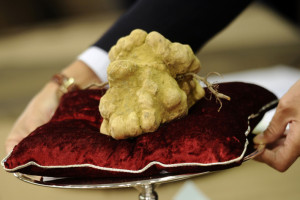 Tartufo bianco d'Alba. Si serve al ristorante direttamente a tavola con grattugina, al momento, posandone la quantità su un bilancino da orefice...
