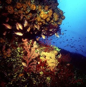 Riserva marina protetta di Capo Gallo e Isoladelle Femmine. Leggenda o realtà? Una piccola colonia di corallo rosso salvate dal miracolo (Santa Rosalia?)