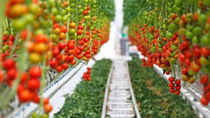 La Sicilia ha sorpassato la Cina nella produzione di pomodoro in serra. Primo posto in Italia