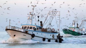 Pescherecci di media stazza rientrano dopo una battuta. Ma mote barche ancor più piccole fanno parte della marineria mediterranea... I problemi sono variegati, spesso difformi,persino in contrasto...