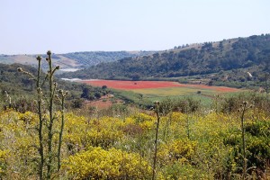 Riserva Naturale Orientata Sughereta di Niscemi