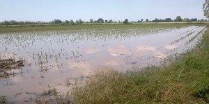 No, non è una risaia, è un campo coltivato allagato dalla pioggia...