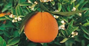 La Washington Navel, bionda di Ribera a denominazione protetta, vanto della produzione Ganduscio.