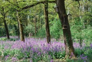 Un bosco fiorito ai nostri giorni. Amentanoovunquenelmondoparchi eriserve.AmncjhelaScilianehamolte decine,piùtantissimiluoghi attenzionati perlalororilevanza naturale. Serve sempre meno terra da coltivare grazie alla coltura in serra e all'aumento della redditività X ettaro. serve e più spazio l'omo dà da molti decenni alla natura. Continuerà a farlo perché è nella sua indole...