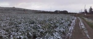 Gelate e neve sui carciofi vanto dell'agricoltura siciliana