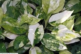 Aglaonema modestum