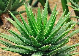 Aloe vera