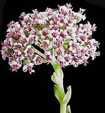 Crassula