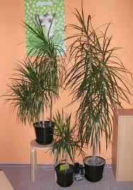 Dracena marginata adulta da interni