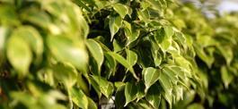 ficus benjamina in pots in garden center
