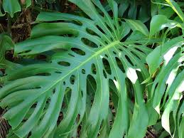 Phillodendron coi buchi, tipico nelle ville siciliane.
