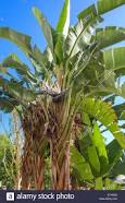 Sterlizia Nicolai una sterliziacea gigante frequente nei nostri giardini. Non scambiatela per un cespuglio di banano.