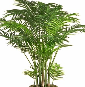 a Areca è una vera palma che in terra raggiunge proporzioni da albero. Anche in casa, ben tenuta, cresce ininterrottamente anche se non velocemente...