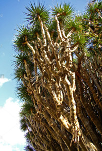 Dracena Drago) dimoltiannidi vita.Una si trova nella Vialla Trabia PA). Da piccole stannoinun vaso.