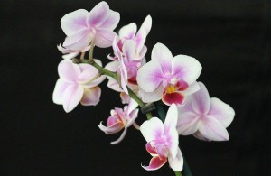 Un'orchidea comune in vendita (viene dalla serre siciliane) rifiorisce anche più volte in casa...
