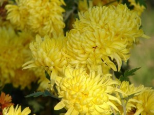 A torto penalizzato come "fiore dei morti" il Crisantemo è molto bello ed considerato altrove "simbolo del Sol".