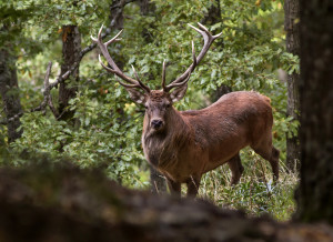 I cervi proliferano nel Bosco del Cansiglio.