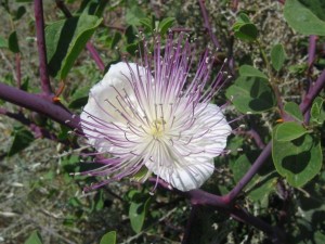 Un primo piano d'un fiore di cappero: i boccioli che gustiamo come condimento ne contengono già il profumo.