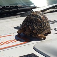 Una tartaruga, breve ospite sul cruscotto.