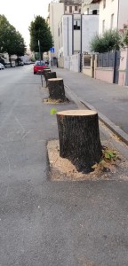 Viale Montegrappa: il taglio degli alberi è in parte "cosa fatta". Ha scatenato la reazione dei cittadini di Testaccio