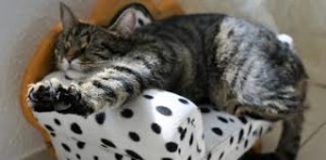 Un'immagine simpatica per chiudere: Anche gli animali hanno i loro "nervi" e il loro modo di ritrovare l'equilibrio... Un piacevole sgranchirsi non è solo degli umani.