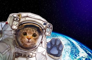 Un gattino? E perché no?
